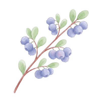実のイラスト